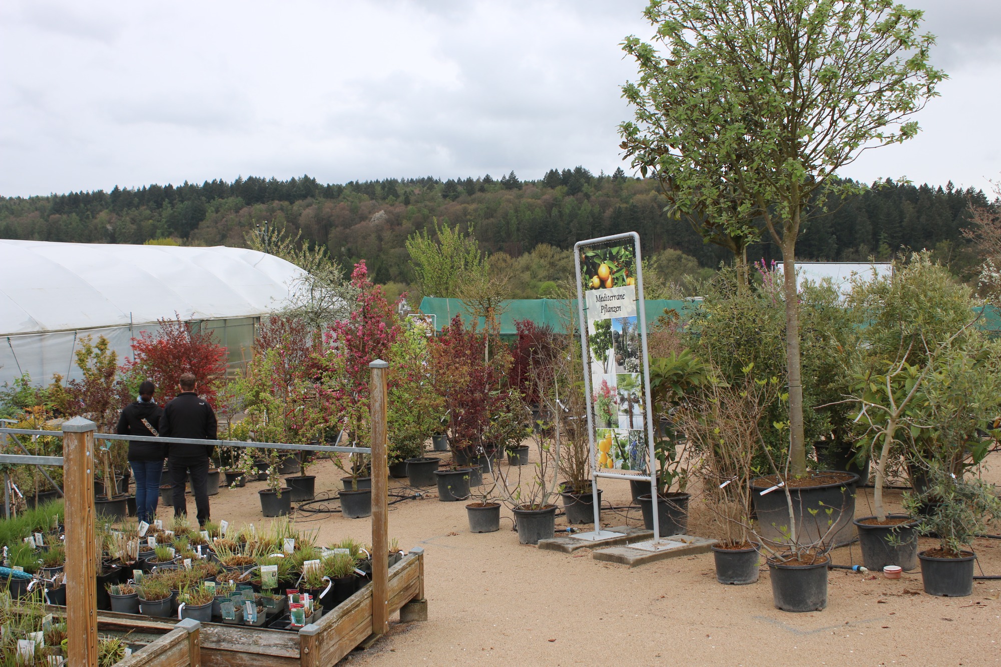 Eingang zu einer Baumschule mit vielen Pflanzen in Töpfen und Besuchern im Hintergrund.
